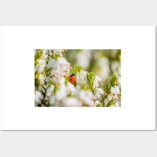 Ladybird amongst the heather Posters and Art